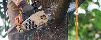 Best Arborist Consultation Services  in Holt, AL